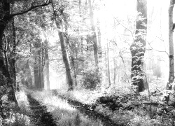 Szary + Sepia