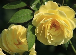 Oryginalny obrazek