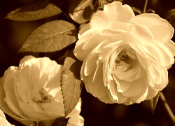 Sepia