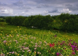 Oryginalny obrazek