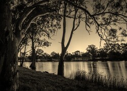 Szary + Sepia