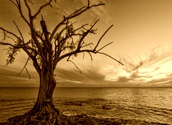 Sepia