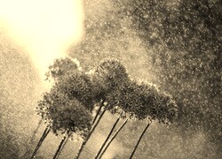 Szary + Sepia
