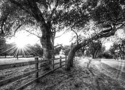 Szary + Sepia