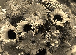 Szary + Sepia