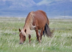 Oryginalny obrazek