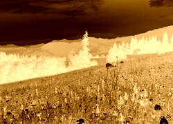Sepia + Negatyw