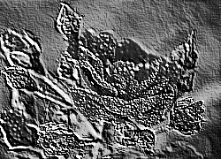 Skamielina