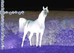 Negatyw