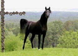 Oryginalny obrazek