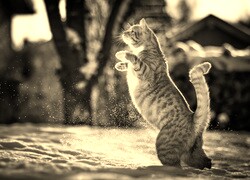 Szary + Sepia