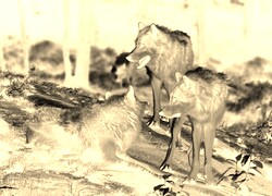 Sepia + Negatyw