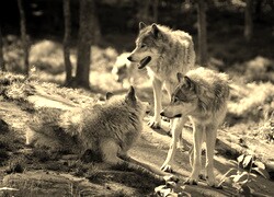 Szary + Sepia