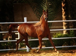 Oryginalny obrazek