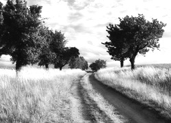 Szary + Sepia