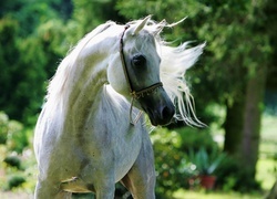 Oryginalny obrazek