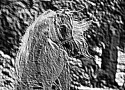Skamielina