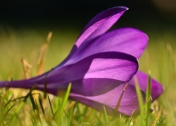 Oryginalny obrazek