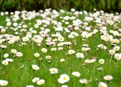 Oryginalny obrazek