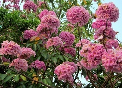 Oryginalny obrazek