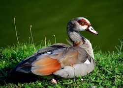 Oryginalny obrazek