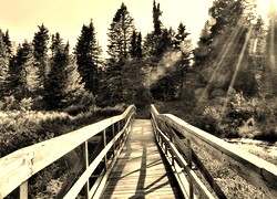 Szary + Sepia