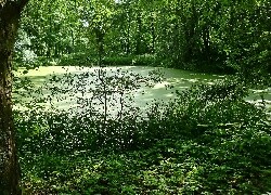 Oryginalny obrazek