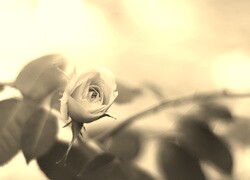 Szary + Sepia