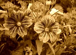 Sepia