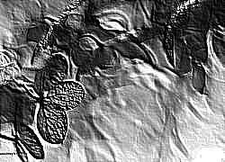 Skamielina