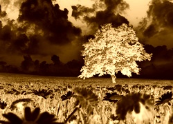Sepia + Negatyw