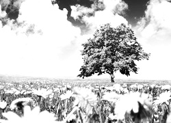 Szary + Sepia