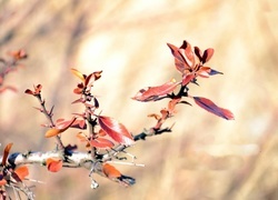 Oryginalny obrazek
