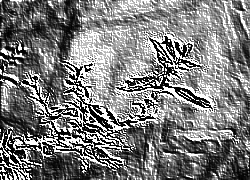 Skamielina