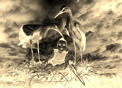Sepia + Negatyw