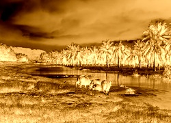 Sepia + Negatyw