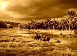 Sepia