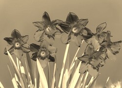 Sepia + Negatyw