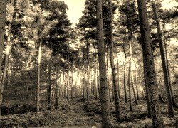 Szary + Sepia