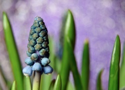Oryginalny obrazek
