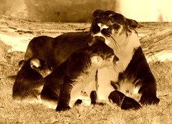 Sepia + Negatyw