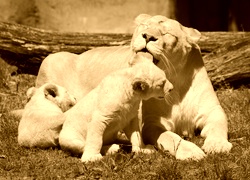 Sepia