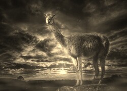 Szary + Sepia
