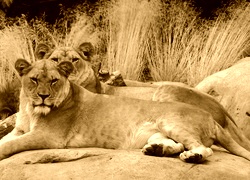 Sepia