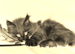 Sepia + Negatyw