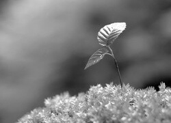 Szary