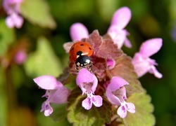 Oryginalny obrazek