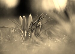 Szary + Sepia