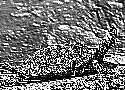 Skamielina
