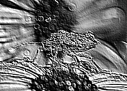 Skamielina